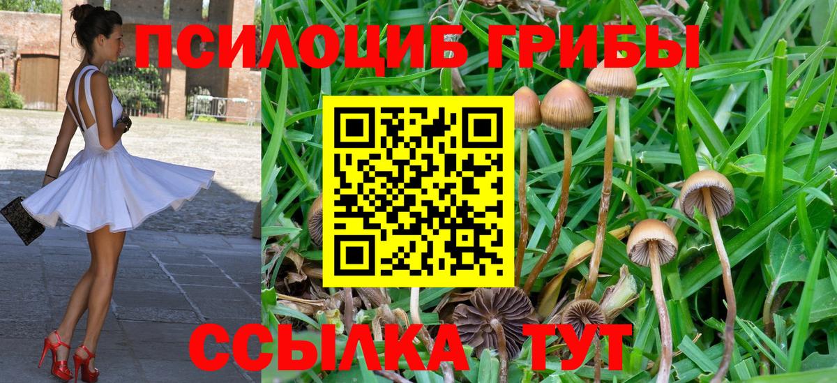 Галлюциногенные грибы Psilocybe  купить наркотик  Георгиевск  Вход с VPN 
